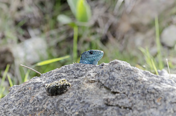 Iberian emerald lizard, over a rock