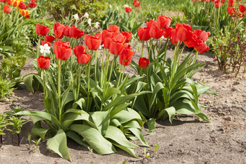 Fresh red tulips growing up in the garden