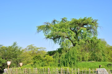Obraz premium 円山公園の枝垂れ桜 