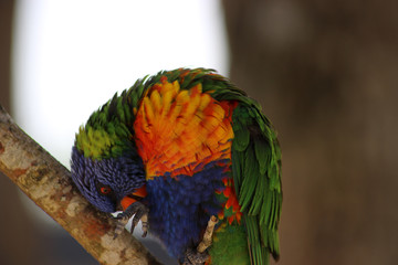 Fototapeta premium Rainbow Lorikeet (Trichoglossus moluccanus)