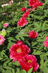 赤い牡丹