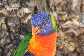 Close up of Rainbow Lorikeet