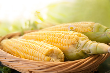 fresh corn in the basket © suzanam