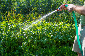Annaffiare l'orto, dare l'acqua, agricoltura
