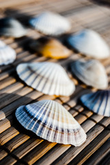 seashells on wooden mat