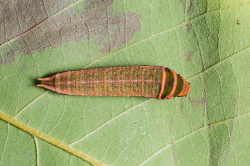 Five-bar Swordtail caterpillar
