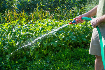 Annaffiare l'orto, dare l'acqua, agricoltura