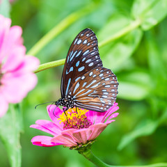 Dark Blue Tiger butterfly