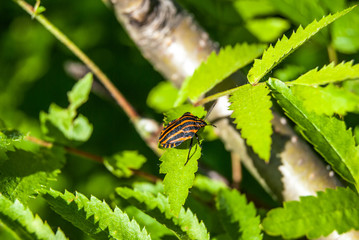 bedbug on flower