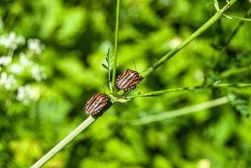 bedbug on flower