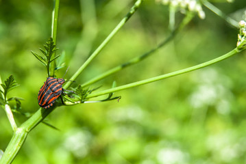 bedbug on flower