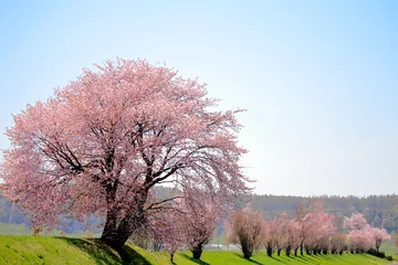 Crédence de cuisine en verre imprimé Fleur de cerisier 桜の大木と桜並木
