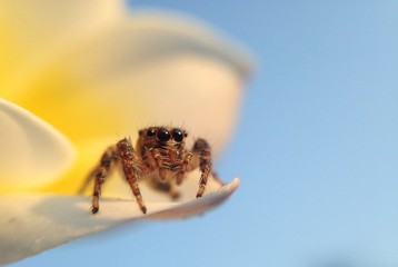jumping spider on flower
