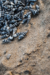 seashells on the beach