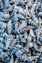 seashells on the beach