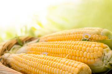 fresh corn in the basket