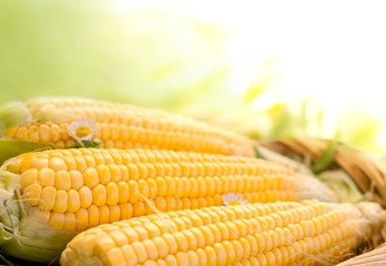 fresh corn in the basket