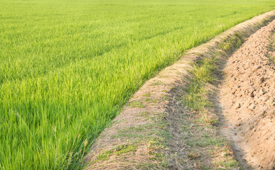 Fototapeta na wymiar rice field with channel