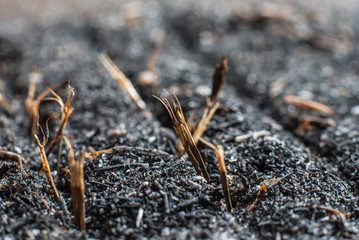  marigold seed