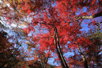 Autumn leaves in Arima-onsen, Kobe, Japan