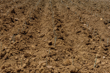 The cultivation of cassava farmers Thailand.