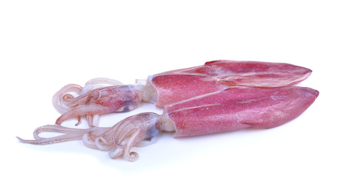 Fresh squid isolated on white background