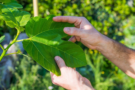 Albero di fico, Ficus, mano che tocca le foglie