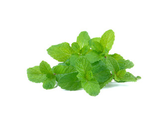  Fresh mint  leaves  on a white background