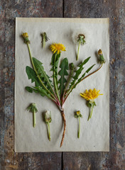 Obraz premium Dandelion's herbarium