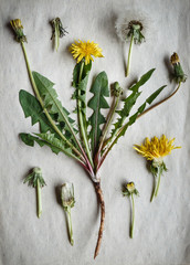 Obraz premium Dandelion's herbarium