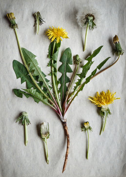 Fototapeta Dandelion's herbarium