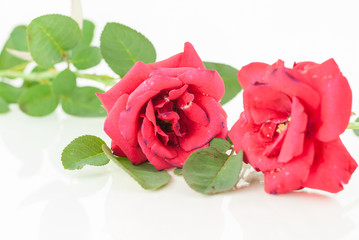 Red rose isolated