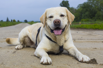 Labrador