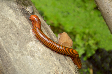 Millipede from central of Thailand