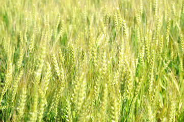 一面の麦畑 新緑 若葉