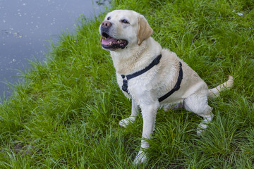 Retriever