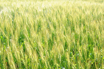 一面の麦畑 新緑 若葉