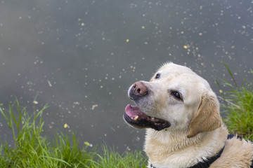 Labrador Portrait