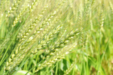 一面の麦畑 新緑 若葉