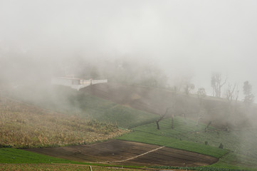 Obraz premium Vegetable farm covered with fog near Zunil
