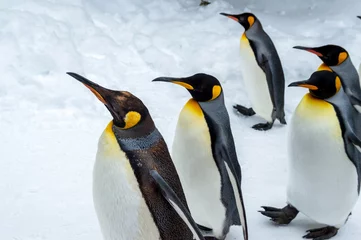 Muurstickers ペンギン © zoo_0714