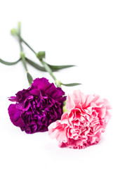 pink and purple carnation on white background