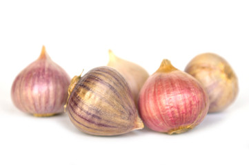 Solo garlic on white background