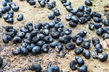 thai tradition cashew nut burned from stove charcoal with hot sm