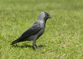 Jackdaw