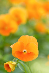 Fototapeta premium パンジー