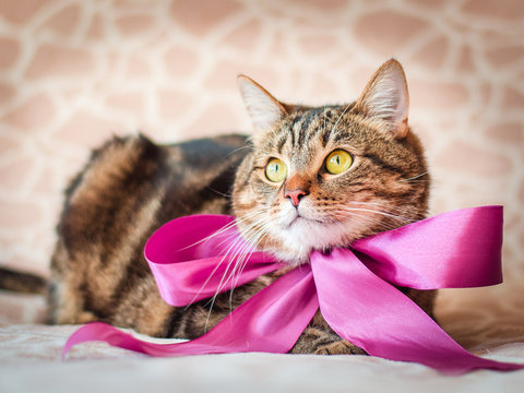 Cat With Bow