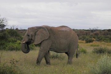 Fototapeta na wymiar Afrikanischer Elefant (Loxodonta africana)