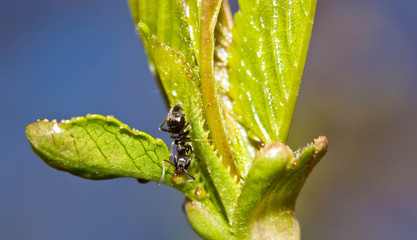 Ant drinking nectar on a sheet