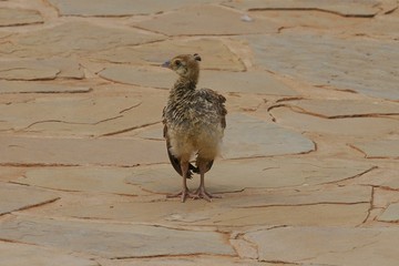 Blaue Pfau (Pavo cristatus)- Küken